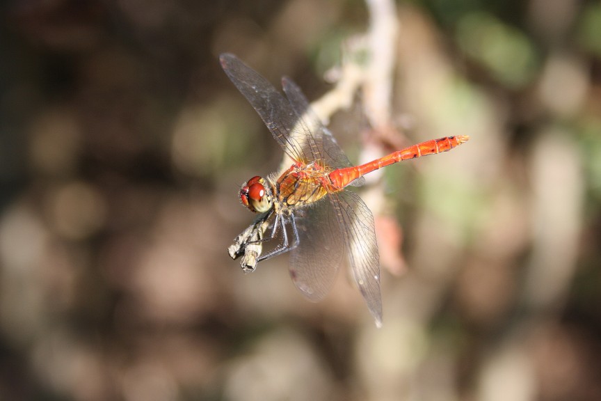 Sympetrum sanguineum?